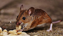 24 Hour & Emergency Exterminators in Reed, PA